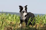 BORDER COLLIE 536